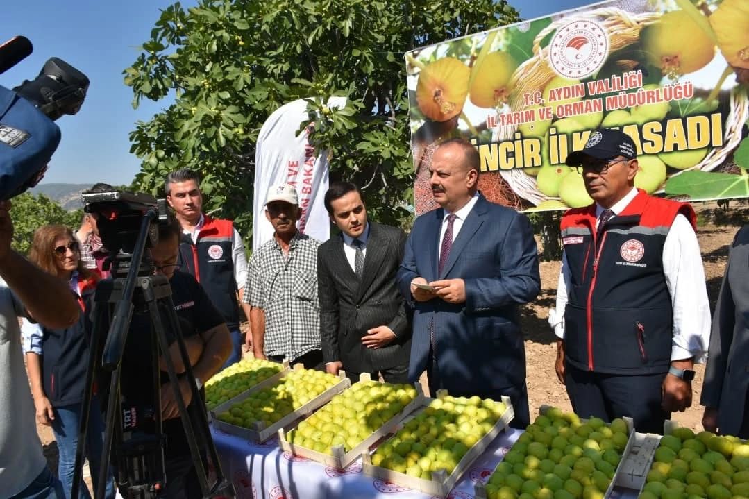 BUHARKENT’TE İNCİR HASADI COŞKUSU