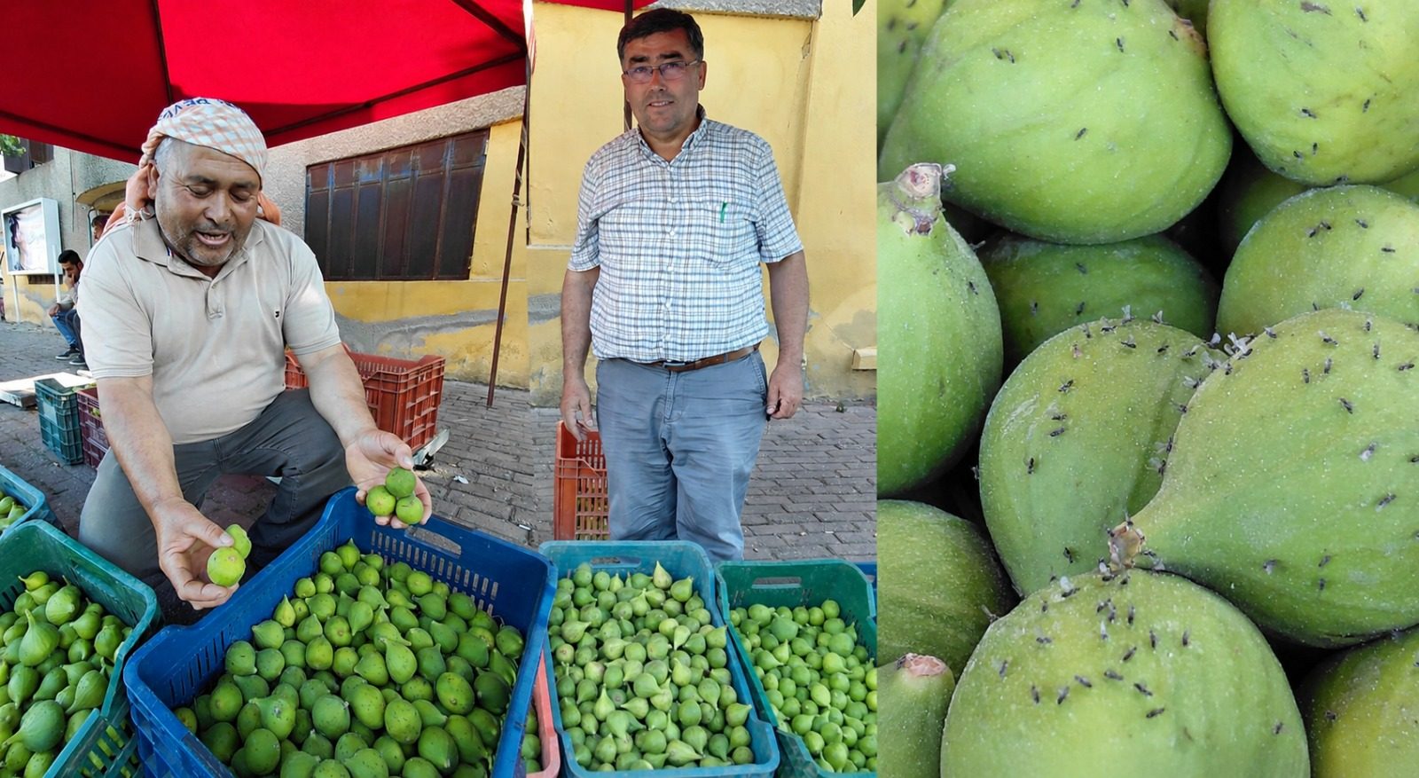 AYDIN’DA İLEK SEZONU BAŞLADI: KALİTELİ İLEĞİN KİLOSU 500 TL’YE KADAR ÇIKIYOR