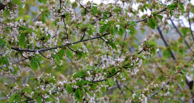 Türkiye Kiraz Üretiminde Verimli Bir Yıl Yaşıyor