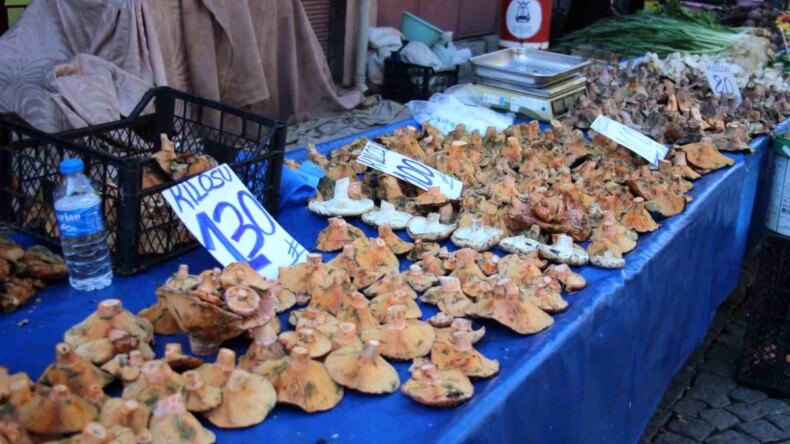 Aydın’da doğal mantarlar talep görüyor