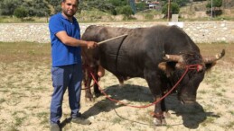 Çamköy’de boğa güreşi yapılacak