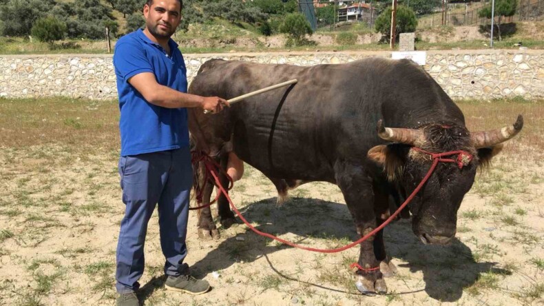 Çamköy’de boğa güreşi yapılacak