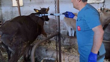 Koçarlı’da büyükbaş hayvanların aşılanması devam ediyor
