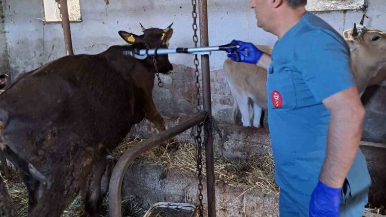 Koçarlı’da büyükbaş hayvanların aşılanması devam ediyor