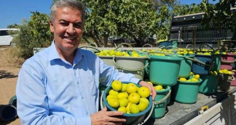 BUHARKENT’TE ERKENCİ TAZE İNCİR HASADI BAŞLADI
