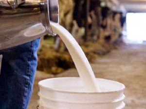 Ulusal Süt Konseyini tavsiye süt fiyatı kararını açıkladı!