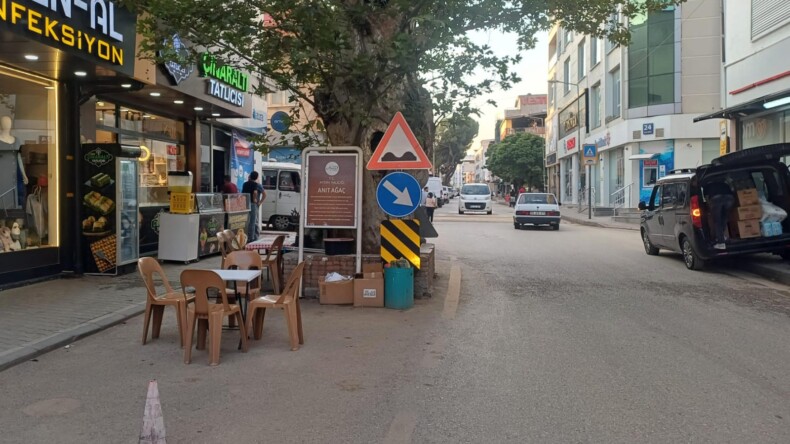 Anıt Ağaçlarımız Değerlidir ve Güvenlik Sebebiyle Taşınabilir