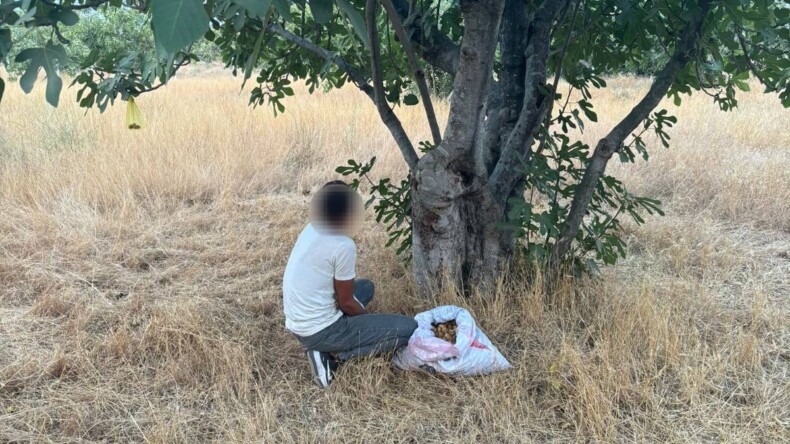İNCİR HIRSIZI SUÇÜSTÜ YAKALANDI
