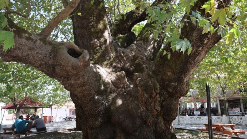 SELATİN ANIT AĞACI ASIRLARA MEYDAN OKUYOR