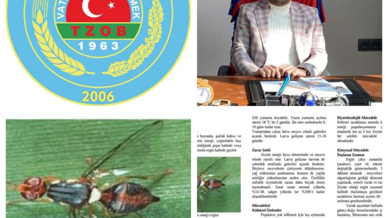 Köşk Ziraat Odası Başkanı Levent Güler; Zeytin Sineğiyle İlaçlama Yapılmalıdır