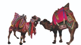 DEVECİLİK KÜLTÜRÜ VE GELENEKSEL DEVE GÜREŞİ ŞENLİKLERİ