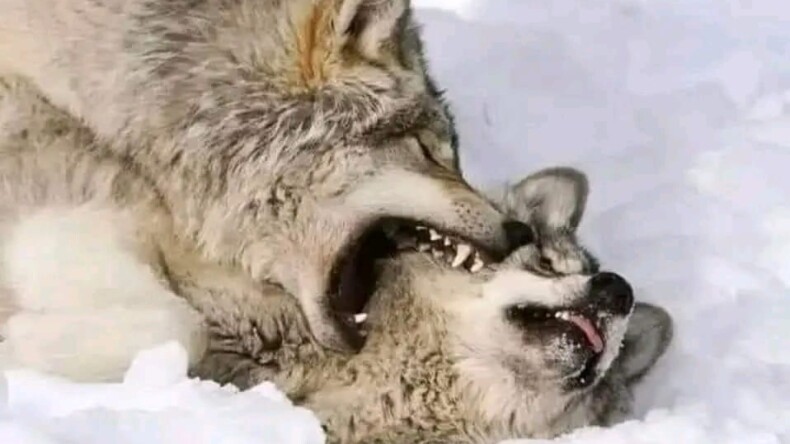 Kimse vazgeçen kurda korkak demeyecek