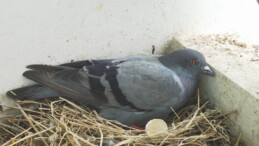 Kuşların balkona yuva yapması bakın ne anlama geliyormuş!