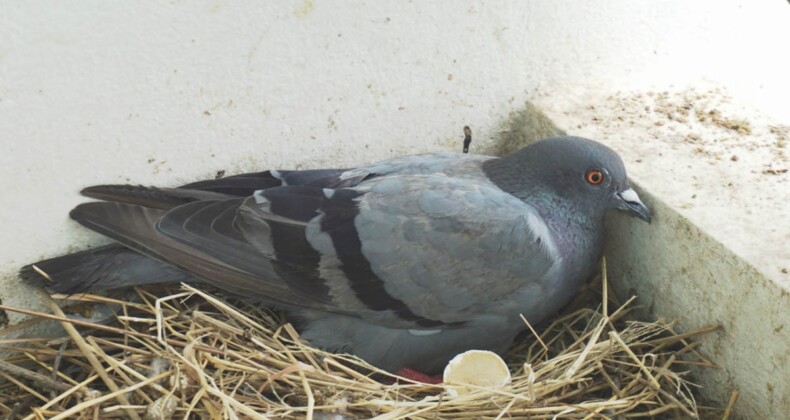 Kuşların balkona yuva yapması bakın ne anlama geliyormuş!