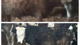 Aydın’da Çalındı, Kayseri’de Bulundu