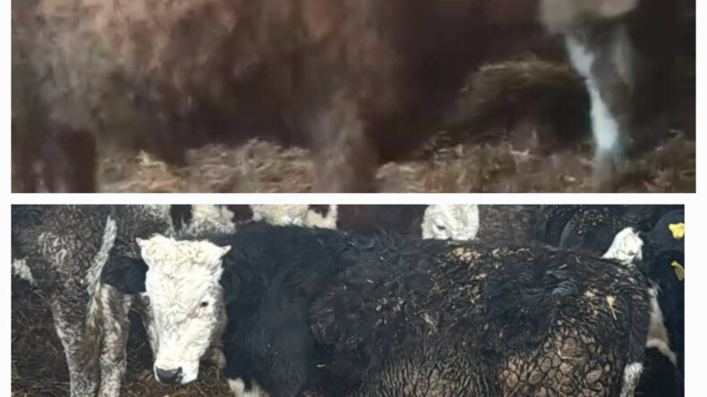 Aydın’da Çalındı, Kayseri’de Bulundu