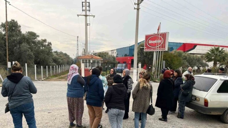 AYDIN İNCİRİ İFLAS ETTİ