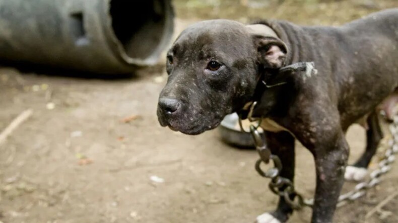 köpek dövüşüne jandarmadan baskın