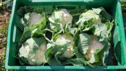 EFELER BELEDİYESİ’NİN KARNABAHARLARI HASAT EDİLDİ