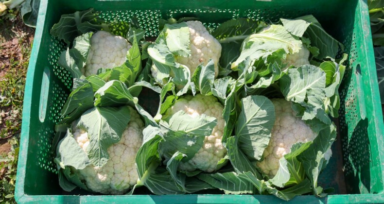 EFELER BELEDİYESİ’NİN KARNABAHARLARI HASAT EDİLDİ