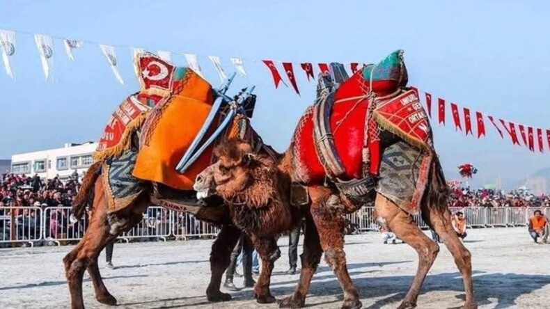 Söke’de pehlivan develer güreşecek