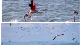 Ege ve Aydın’daki Su Kuşları