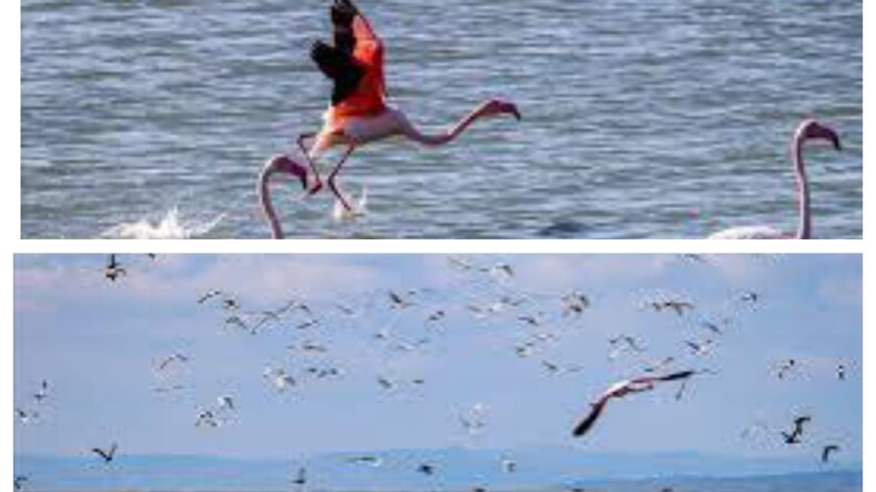 Ege ve Aydın’daki Su Kuşları