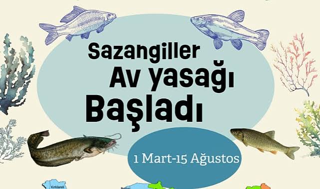 Sazan balığı ve türleri için avlanma yasağı başladı