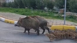 Sokak Köpeklerinden Sonra Yeni Endişe: Sokak Domuzları