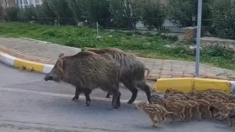 Sokak Köpeklerinden Sonra Yeni Endişe: Sokak Domuzları