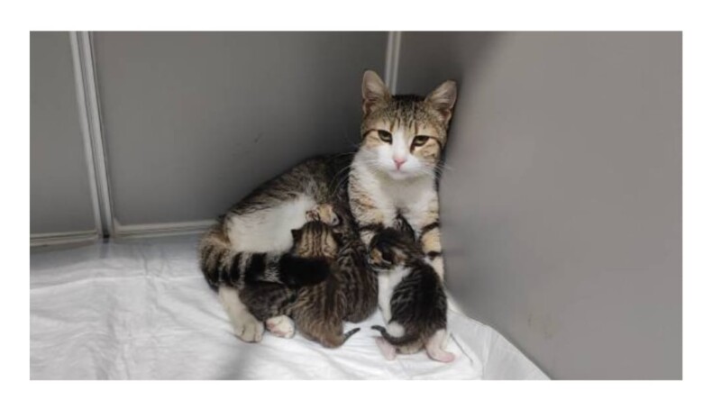Hamile kedi veterinere gelip doğum yaptı