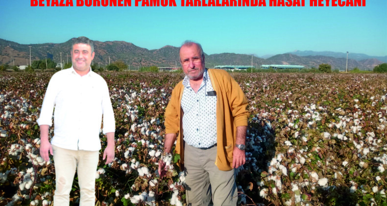 BEYAZA BÜRÜNEN PAMUK TARLALARINDA HASAT HEYECANI
