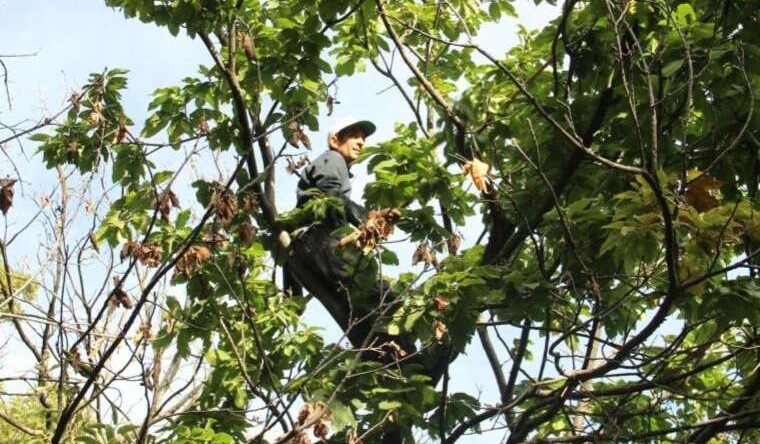 Aydın Dağları’nda hasat telaşı başladı: Günlük yevmiyesi 2 bin TL! “İşçiliği zor parası bereketli”
