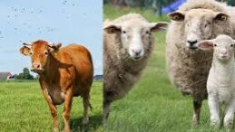 Kurban Bayramı öncesi kurbanlıklar için sıkı tedbirler