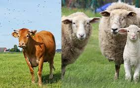 Kurban Bayramı öncesi kurbanlıklar için sıkı tedbirler