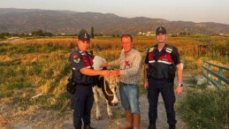 BÜYÜKBAŞ HAYVAN ÇALAN KİŞİ YAKALANDI