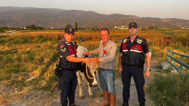 BÜYÜKBAŞ HAYVAN ÇALAN KİŞİ YAKALANDI