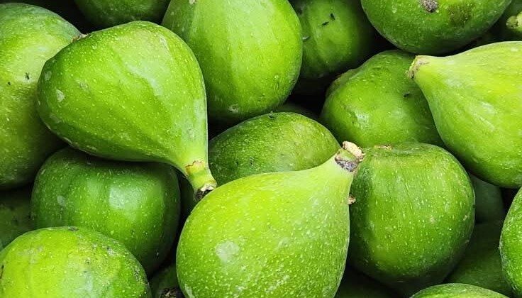 İncir’de İlekleme Dönemi Ortaklar’da Başladı