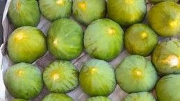 YILIN İLK TAZE İNCİRLERİ TEZGAHLARDAKİ YERİNİ ALDI