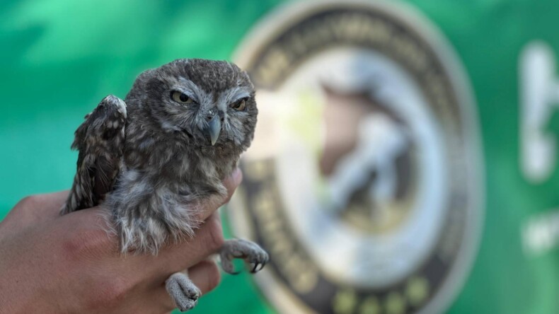 YARALI BAYKUŞ TEDAVİ EDİLDİ