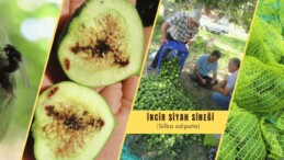 İNCİR SİYAH SİNEĞİ İLE MÜCADELE