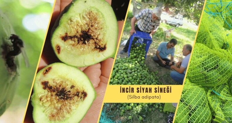 İNCİR SİYAH SİNEĞİ İLE MÜCADELE