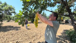 CHP’Lİ KARAKOZ GERMENCİK’TE İNCİR İLEKLEDİ: “BEREKETLİ VE AFATSIZ BİR SEZON OLSUN”