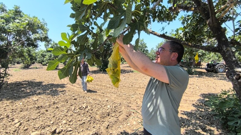 CHP’Lİ KARAKOZ GERMENCİK’TE İNCİR İLEKLEDİ: “BEREKETLİ VE AFATSIZ BİR SEZON OLSUN”