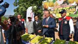 BUHARKENT’TE İNCİR HASADI COŞKUSU