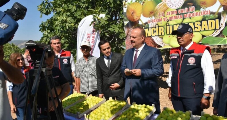 BUHARKENT’TE İNCİR HASADI COŞKUSU