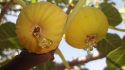 İncir Üreticisinin Beklediği Tarih