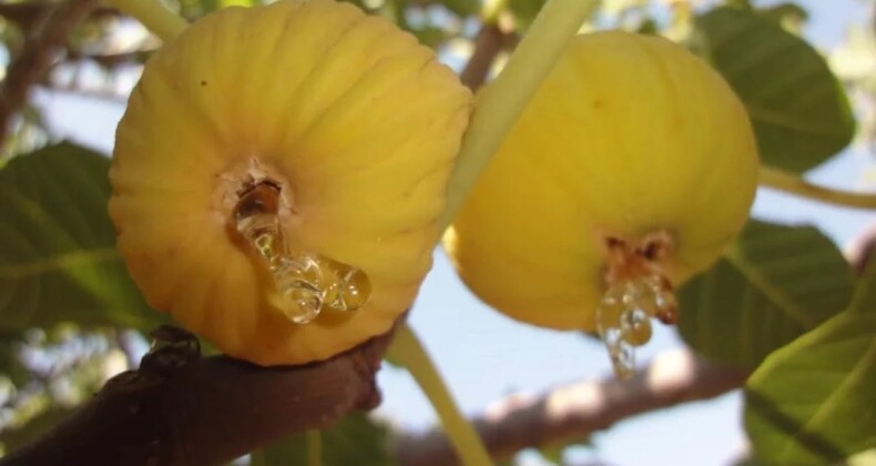 İncir Üreticisinin Beklediği Tarih