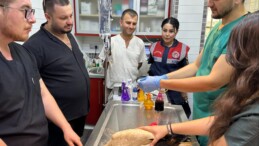 YARALI LEYLEK TEDAVİ ALTINDA