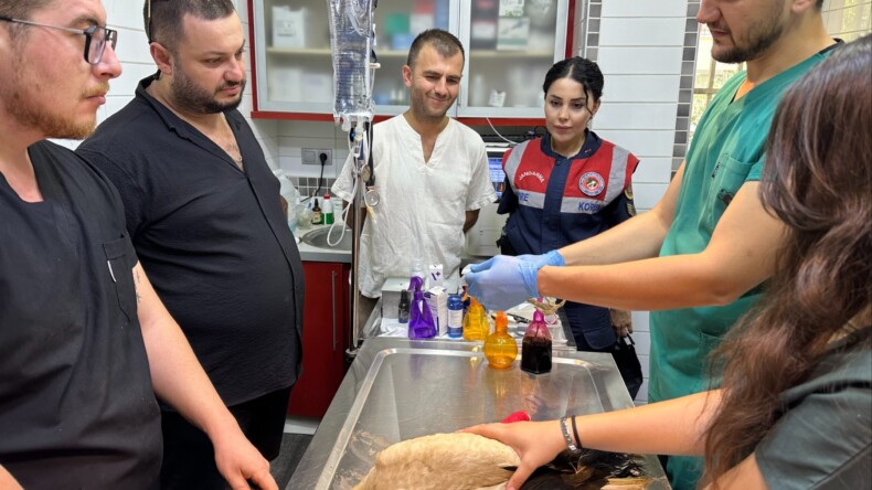 YARALI LEYLEK TEDAVİ ALTINDA